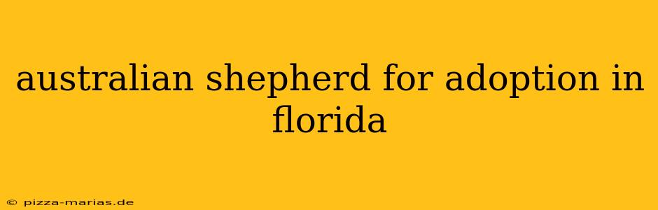 australian shepherd for adoption in florida