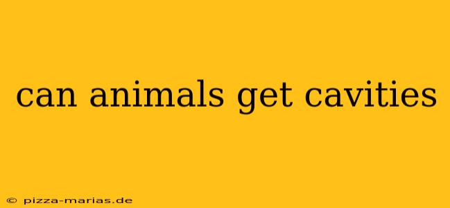 can animals get cavities
