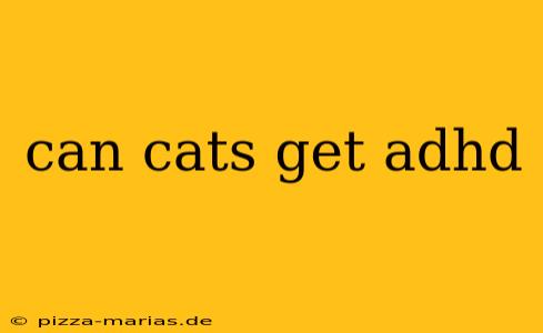 can cats get adhd