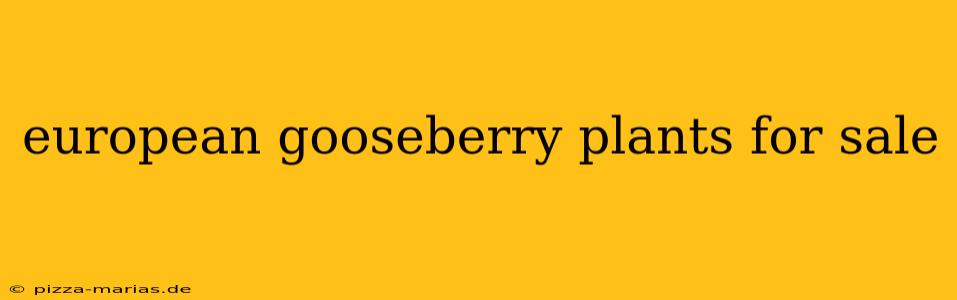 european gooseberry plants for sale