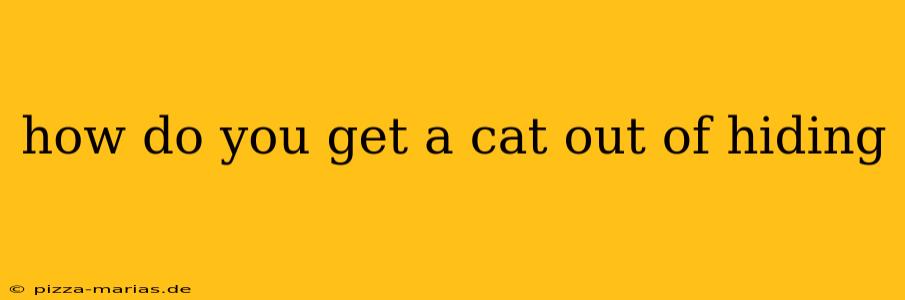 how do you get a cat out of hiding