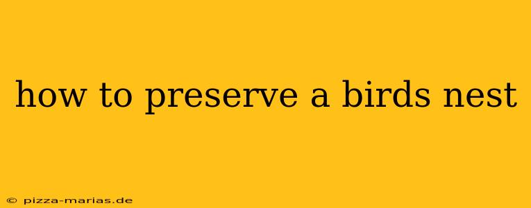 how to preserve a birds nest
