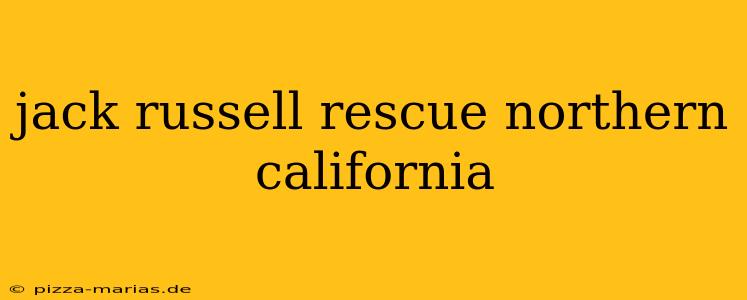 jack russell rescue northern california