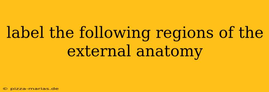 label the following regions of the external anatomy