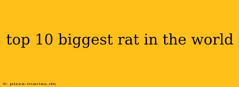top 10 biggest rat in the world