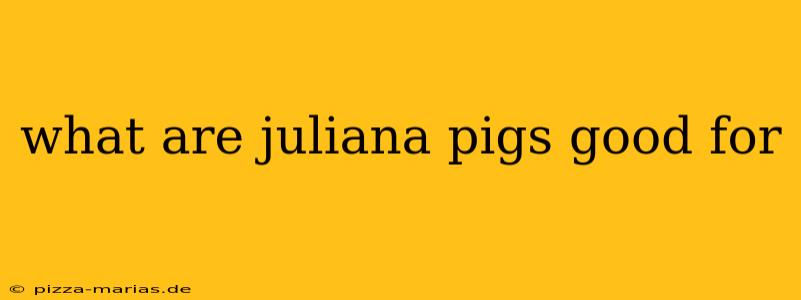 what are juliana pigs good for