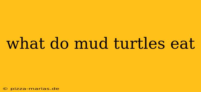 what do mud turtles eat