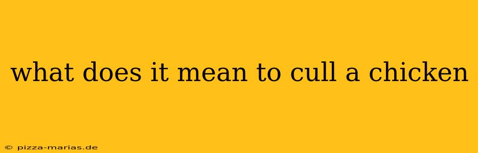 what does it mean to cull a chicken