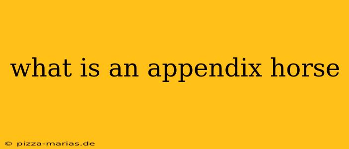 what is an appendix horse