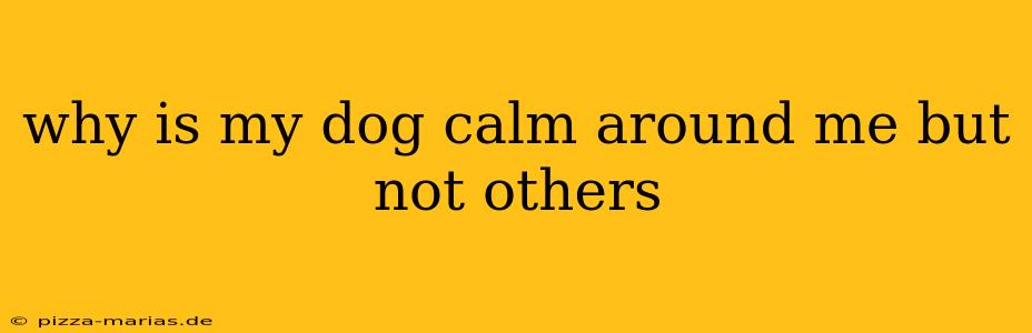 why is my dog calm around me but not others